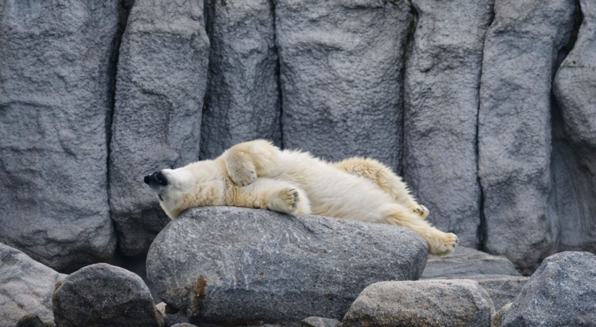 Orso polare dorme ph Pexels