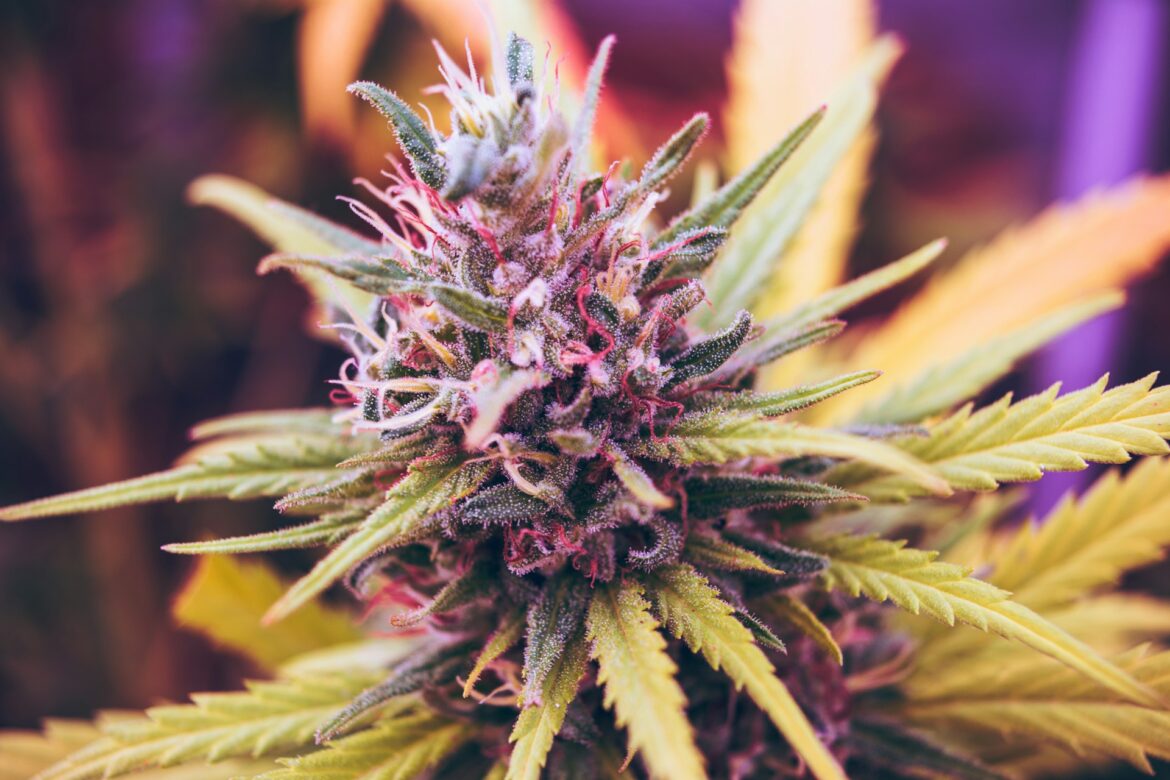 Cannabis ph Unsplash