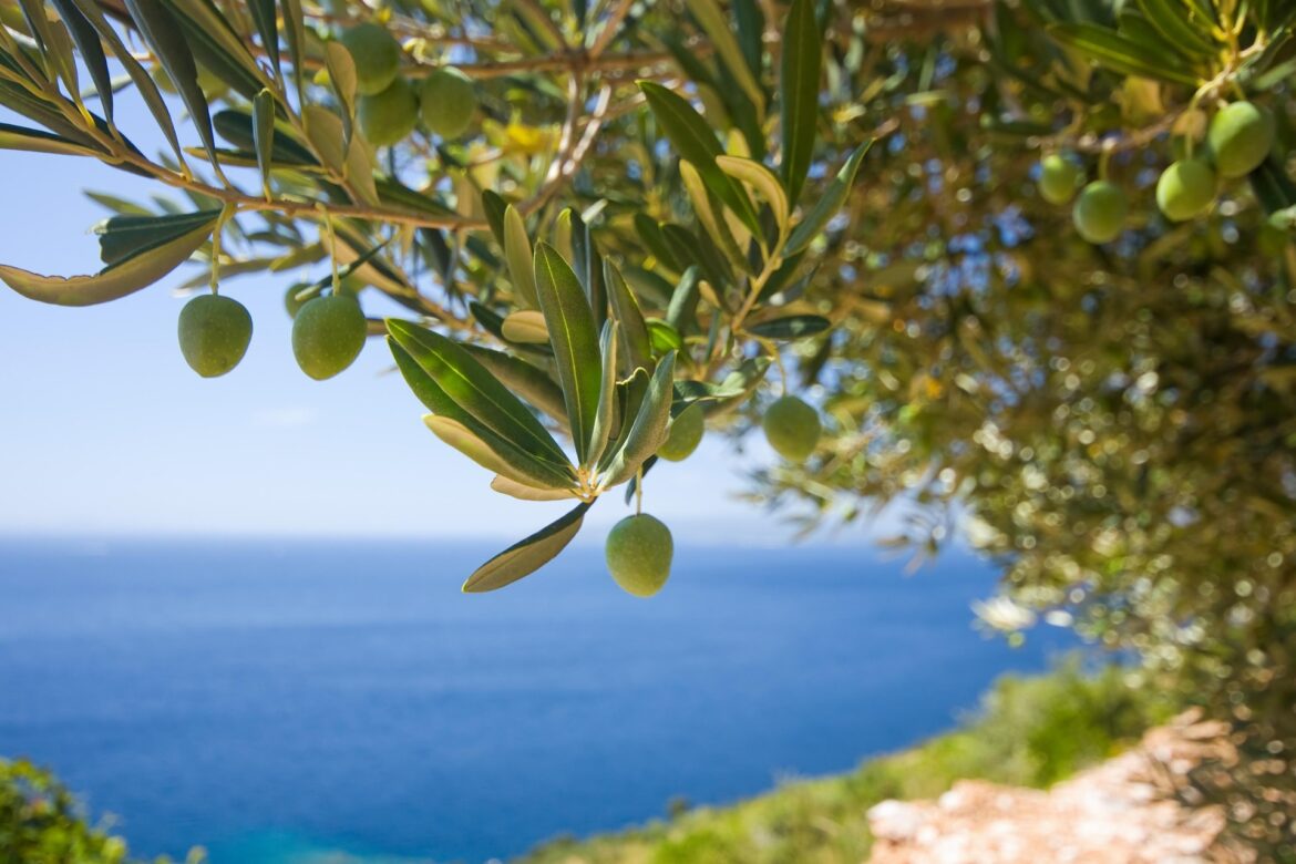 Oleoturismo - Duino Aurisina ph Ph Pixabay