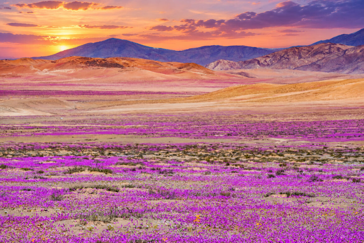deserto atacama ph web